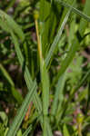 Prairie pleatleaf